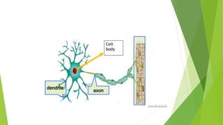 dendrite
axon
Cell
body
 