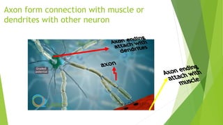 Axon form connection with muscle or
dendrites with other neuron
 