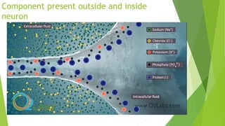 Component present outside and inside
neuron
 