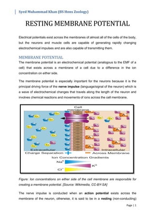 Syed Muhammad Khan (BS Hons Zoology)
Page | 1
RESTING MEMBRANE POTENTIAL
Electrical potentials exist across the membranes of almost all of the cells of the body,
but the neurons and muscle cells are capable of generating rapidly changing
electrochemical impulses and are also capable of transmitting them.
MEMBRANE POTENTIAL
The membrane potential is an electrochemical potential (analogous to the EMF of a
cell) that exists across a membrane of a cell due to a difference in the ion
concentration on either side.
The membrane potential is especially important for the neurons because it is the
principal driving force of the nerve impulse (language/signal of the neuron) which is
a wave of electrochemical changes that travels along the length of the neuron and
involves chemical reactions and movements of ions across the cell membrane.
Figure: Ion concentrations on either side of the cell membrane are responsible for
creating a membrane potential. [Source: Wikimedia, CC-BY-SA]
The nerve impulse is conducted when an action potential exists across the
membrane of the neuron, otherwise, it is said to be in a resting (non-conducting)
 