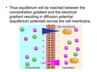RESTING MEMBRANE POTENTIAL.ppt