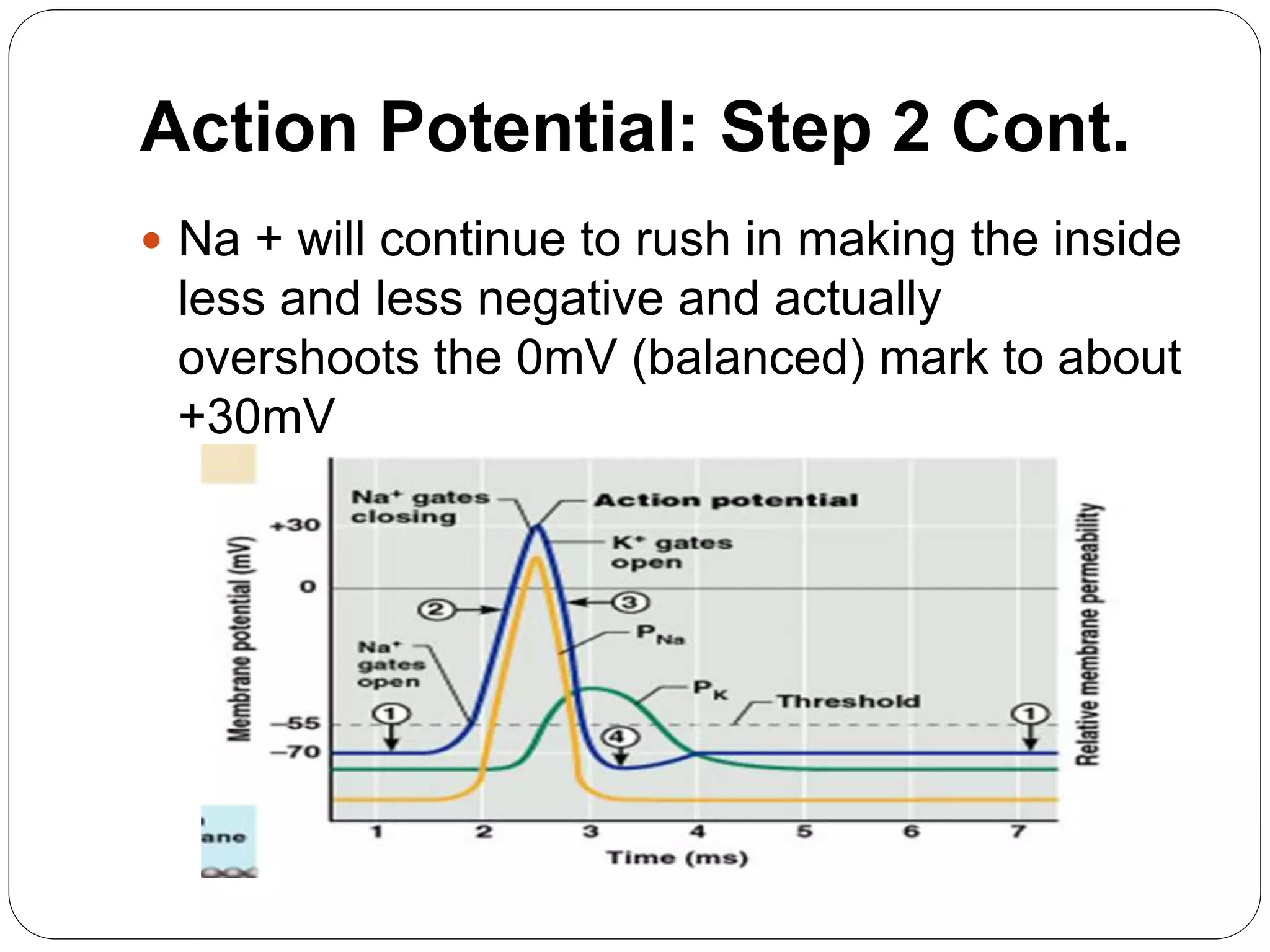 Resting membrane potential and action potential | PPTX