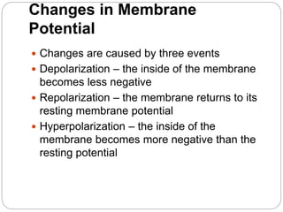 Changes in Membrane
Potential
 Changes are caused by three events
 Depolarization – the inside of the membrane
becomes less negative
 Repolarization – the membrane returns to its
resting membrane potential
 Hyperpolarization – the inside of the
membrane becomes more negative than the
resting potential
 