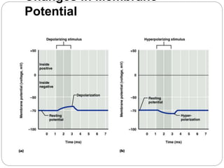 Changes in Membrane
Potential
 