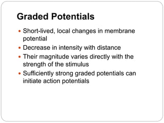 Graded Potentials
 Short-lived, local changes in membrane
potential
 Decrease in intensity with distance
 Their magnitude varies directly with the
strength of the stimulus
 Sufficiently strong graded potentials can
initiate action potentials
 