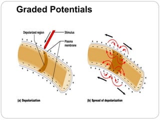 Graded Potentials
 