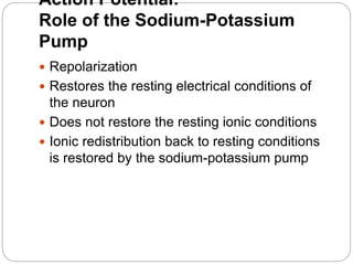 Action Potential:
Role of the Sodium-Potassium
Pump
 Repolarization
 Restores the resting electrical conditions of
the neuron
 Does not restore the resting ionic conditions
 Ionic redistribution back to resting conditions
is restored by the sodium-potassium pump
 