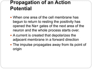 Propagation of an Action
Potential
 When one area of the cell membrane has
begun to return to resting the positivity has
opened the Na+ gates of the next area of the
neuron and the whole process starts over.
 A current is created that depolarizes the
adjacent membrane in a forward direction
 The impulse propagates away from its point of
origin
 