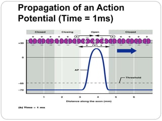 Propagation of an Action
Potential (Time = 1ms)
 