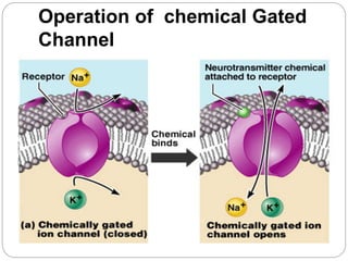 Operation of chemical Gated
Channel
 