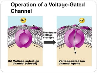 Operation of a Voltage-Gated
Channel
 