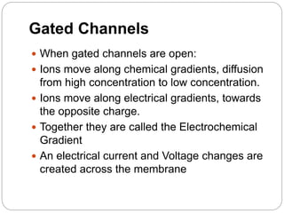 Gated Channels
 When gated channels are open:
 Ions move along chemical gradients, diffusion
from high concentration to low concentration.
 Ions move along electrical gradients, towards
the opposite charge.
 Together they are called the Electrochemical
Gradient
 An electrical current and Voltage changes are
created across the membrane
 