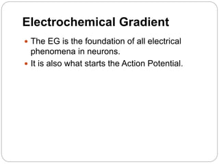 Electrochemical Gradient
 The EG is the foundation of all electrical
phenomena in neurons.
 It is also what starts the Action Potential.
 