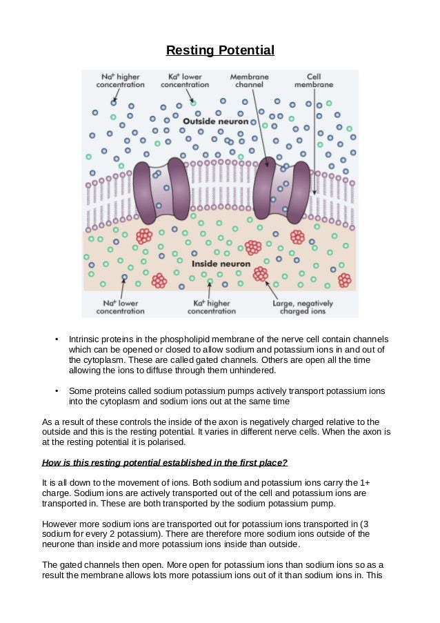 resting potential