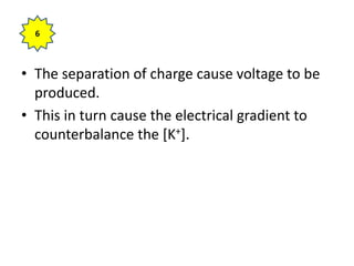 • The separation of charge cause voltage to be
produced.
• This in turn cause the electrical gradient to
counterbalance the [K+].
6
 