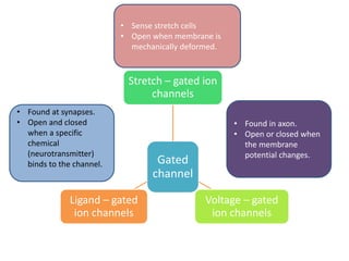 Gated
channel
Stretch – gated ion
channels
Voltage – gated
ion channels
Ligand – gated
ion channels
• Sense stretch cells
• Open when membrane is
mechanically deformed.
• Found at synapses.
• Open and closed
when a specific
chemical
(neurotransmitter)
binds to the channel.
• Found in axon.
• Open or closed when
the membrane
potential changes.
 