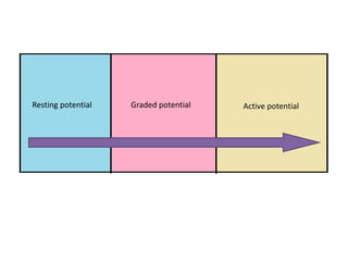 Resting potential Graded potential Active potential
 