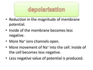 • Reduction in the magnitude of membrane
potential.
• Inside of the membrane becomes less
negative.
• More Na+ ions channels open.
• More movement of Na+ into the cell. Inside of
the cell becomes less negative.
• Less negative value of potential is produced.
 