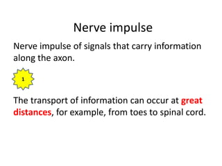 Nerve impulse
Nerve impulse of signals that carry information
along the axon.
The transport of information can occur at great
distances, for example, from toes to spinal cord.
 