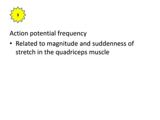 Action potential frequency
• Related to magnitude and suddenness of
stretch in the quadriceps muscle
3
 