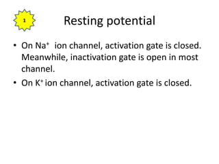 Resting potential
• On Na+ ion channel, activation gate is closed.
Meanwhile, inactivation gate is open in most
channel.
• On K+ ion channel, activation gate is closed.
1
 
