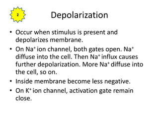 Depolarization
• Occur when stimulus is present and
depolarizes membrane.
• On Na+ ion channel, both gates open. Na+
diffuse into the cell. Then Na+ influx causes
further depolarization. More Na+ diffuse into
the cell, so on.
• Inside membrane become less negative.
• On K+ ion channel, activation gate remain
close.
2
 