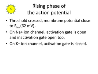 Rising phase of
the action potential
• Threshold crossed, membrane potential close
to ENa (62 mV) .
• On Na+ ion channel, activation gate is open
and inactivation gate open too.
• On K+ ion channel, activation gate is closed.
3
 