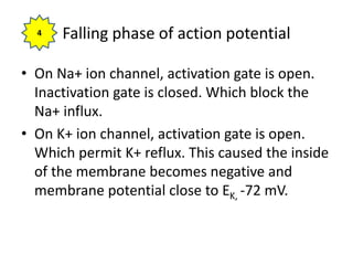 Falling phase of action potential
• On Na+ ion channel, activation gate is open.
Inactivation gate is closed. Which block the
Na+ influx.
• On K+ ion channel, activation gate is open.
Which permit K+ reflux. This caused the inside
of the membrane becomes negative and
membrane potential close to EK, -72 mV.
4
 