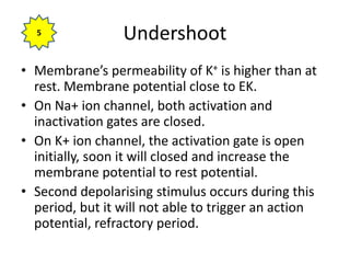 Undershoot
• Membrane’s permeability of K+ is higher than at
rest. Membrane potential close to EK.
• On Na+ ion channel, both activation and
inactivation gates are closed.
• On K+ ion channel, the activation gate is open
initially, soon it will closed and increase the
membrane potential to rest potential.
• Second depolarising stimulus occurs during this
period, but it will not able to trigger an action
potential, refractory period.
5
 