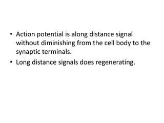 • Action potential is along distance signal
without diminishing from the cell body to the
synaptic terminals.
• Long distance signals does regenerating.
 