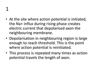 1
• At the site where action potential is initiated,
the Na+ influx during rising phase creates
electric current that depolarised axon the
neighbouring membrane.
• Depolarisation in neighbouring region is large
enough to reach threshold. This is the point
where action potential is reinitiated.
• This process is repeated many times as action
potential travels the length of axon.
 