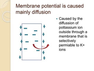 Membrane potential is caused
mainly diffusion
 Caused by the
diffussion of
pottassium ion
outside through a
membrane that is
selectively
permiable to K+
ions
 