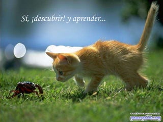 Sí, ¡descubrir! y aprender...
