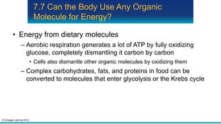 © Cengage Learning 2015
7.7 Can the Body Use Any Organic
Molecule for Energy?
• Energy from dietary molecules
– Aerobic respiration generates a lot of ATP by fully oxidizing
glucose, completely dismantling it carbon by carbon
• Cells also dismantle other organic molecules by oxidizing them
– Complex carbohydrates, fats, and proteins in food can be
converted to molecules that enter glycolysis or the Krebs cycle
 