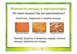 Важность мышц и мускулатуры
Что такое мышцы? Где они расположены?
Скелетная мышца Гладкая мышца Сердечная мышца
Скелетные,...