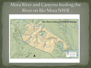 Restoration Techniques on the Rio Mora National Wildlife Refuge and Surrounding Area