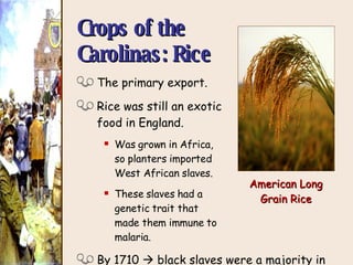 The primary export. Rice was still an exotic  food in England. Was grown in Africa,  so planters imported  West African slaves. These slaves had a  genetic trait that  made them immune to  malaria. By 1710    black slaves were a majority in Carolina. Crops of the  Carolinas: Rice American Long Grain Rice 