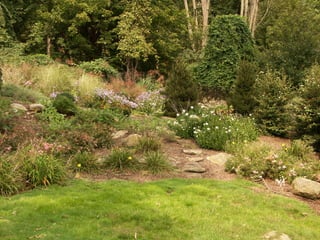 ? Carex stricta
Maple
Acer
Rubrum
 