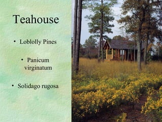 ? Loblolly Pines
? Panicum
virginatum
? Solidago rugosa
Teahouse
 