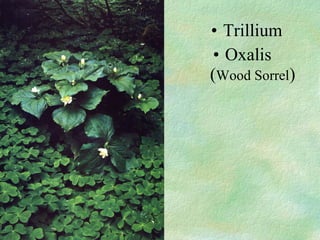 ? Trillium
? Oxalis
(Wood Sorrel)
 