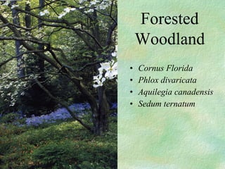 ? Cornus Florida
? Phlox divaricata
? Aquilegia canadensis
? Sedum ternatum
Forested
Woodland
 