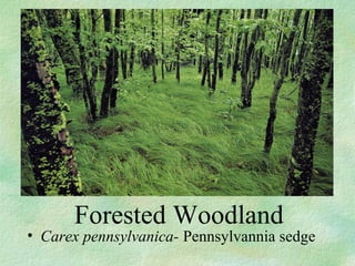 ? Carex pennsylvanica- Pennsylvannia sedge
Forested Woodland
 