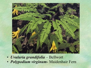 ? Uvularia grandifolia C Bellwort
? Polypodium virginum- Maidenhair Fern
 