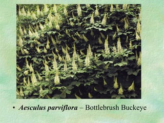 ? Aesculus parviflora C Bottlebrush Buckeye
 