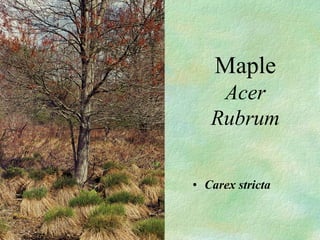 ? Carex stricta
Maple
Acer
Rubrum
 