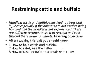 Restraining cattle and buffalo

• Handling cattle and buffalo may lead to stress and
  injuries especially if the animals are not used to being
  handled and the handler is not experienced. There
  are different techniques used to restrain and cast
  (throw) these large ruminants. Learning objectives
• After studying this unit you should know:
• 1 How to hold cattle and buffalo.
  2 How to safely use the halter.
  3 How to cast (throw) the animals with ropes.
 