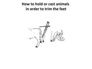 Restraining of large animals | PPT