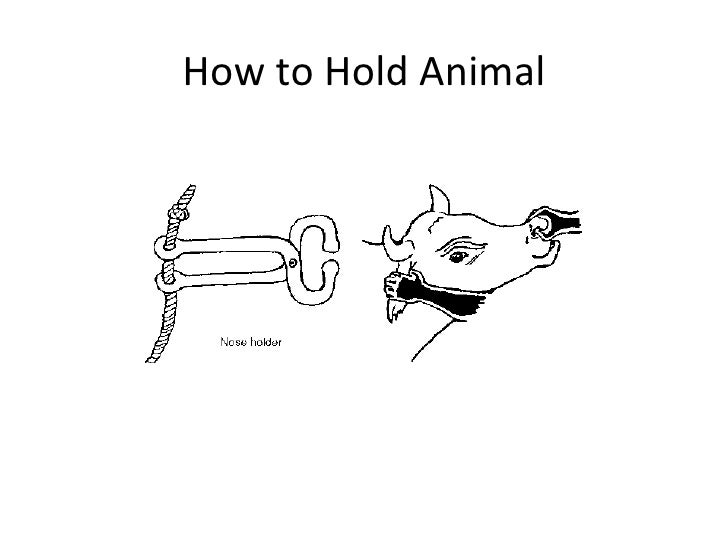 Restraining of large animals