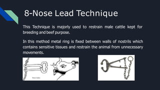 This Technique is majorly used to restrain male cattle kept for
breeding and beef purpose.
In this method metal ring is ﬁxed between walls of nostrils which
contains sensitive tissues and restrain the animal from unnecessary
movements.
8-Nose Lead Technique
 