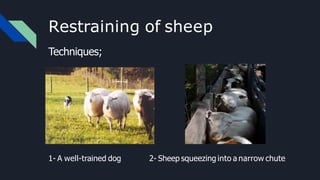 Restraining of sheep
Techniques;
1- A well-trained dog 2- Sheep squeezing into a narrow chute
 